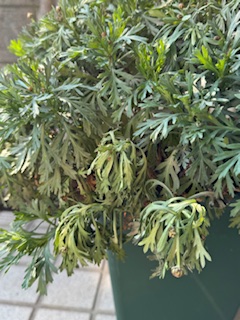 �}�[�K���b�g